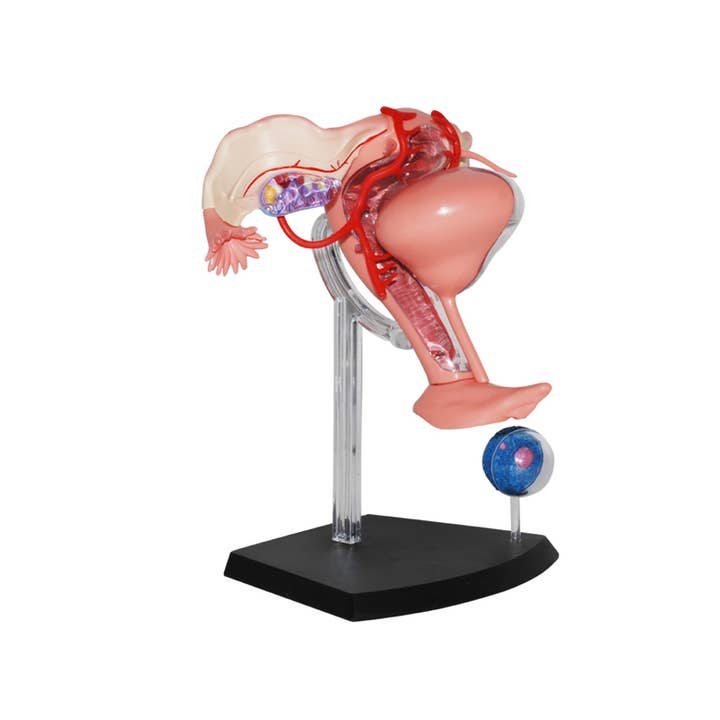 TEDCO Toys - Wholesale Classic Toy - Kids - 4D Female Reproductive System8