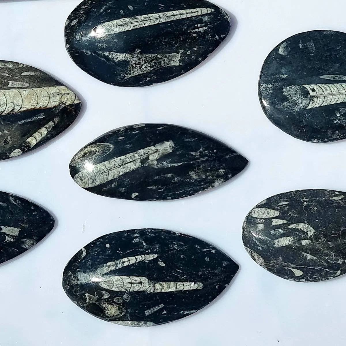 Distinction Crystals - Wholesale Spiritual Stone/Crystal - Orthoceras Fossil Decorative Stone2