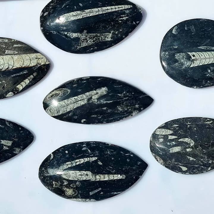 Distinction Crystals - Wholesale Spiritual Stone/Crystal - Orthoceras Fossil Decorative Stone2