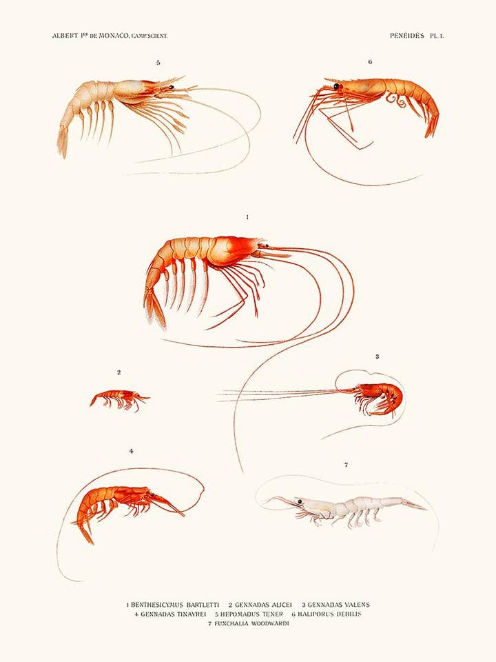 Peneiden für den Großhandel von Salam Editions