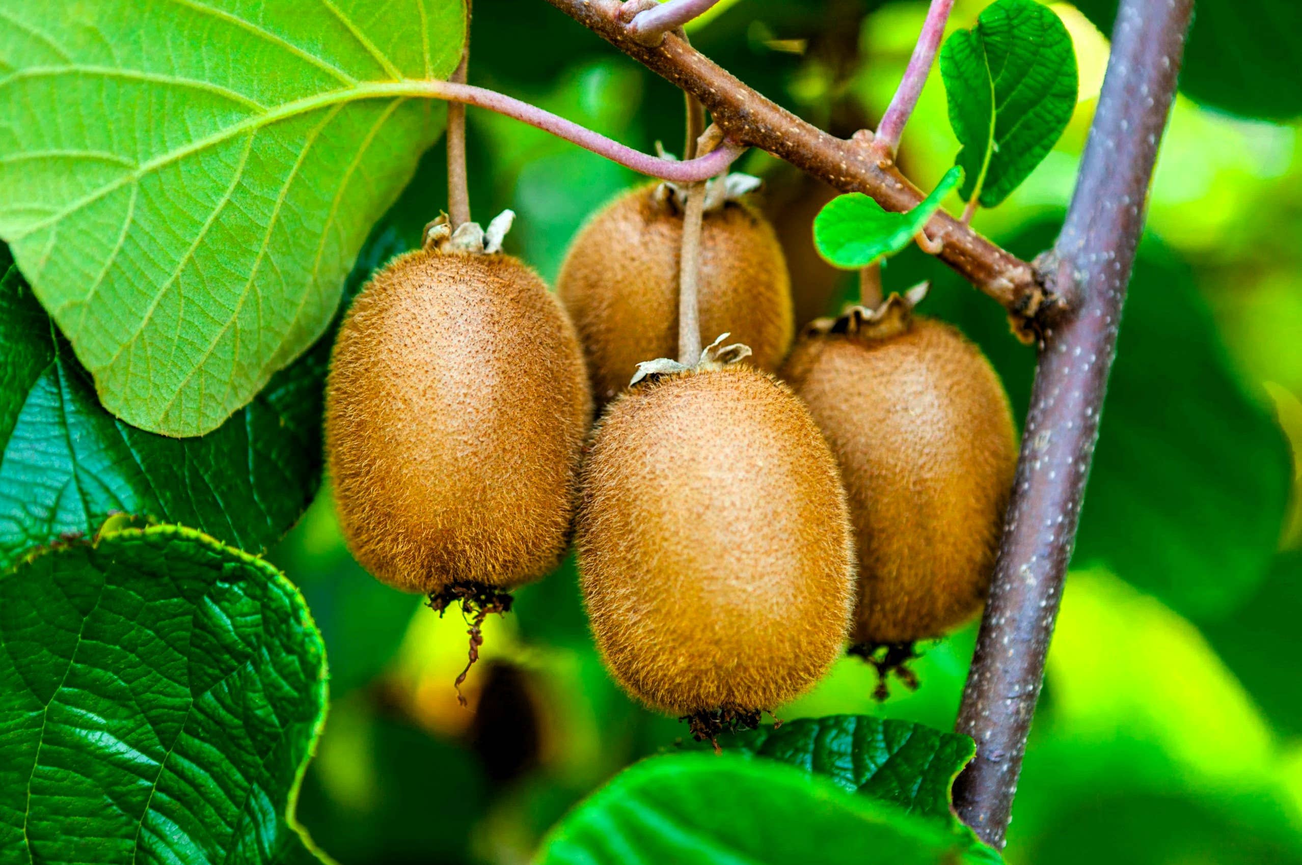 GardenPerspective - Wholesale Live plant - 2 - Kiwi Plant 6-10" Actinidia Deliciosa Tree Live Plant6