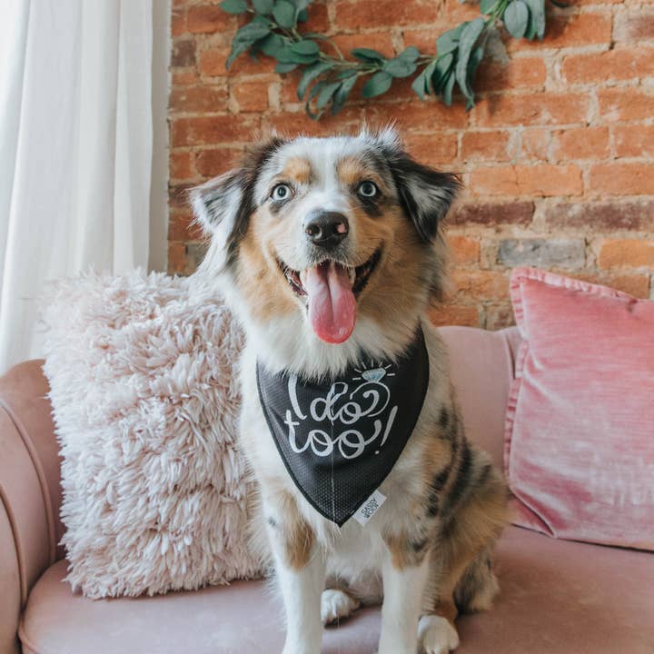 SASSY WOOF - Wholesale Pet Bandana - Dog - Dog Bandana - I Do Too5