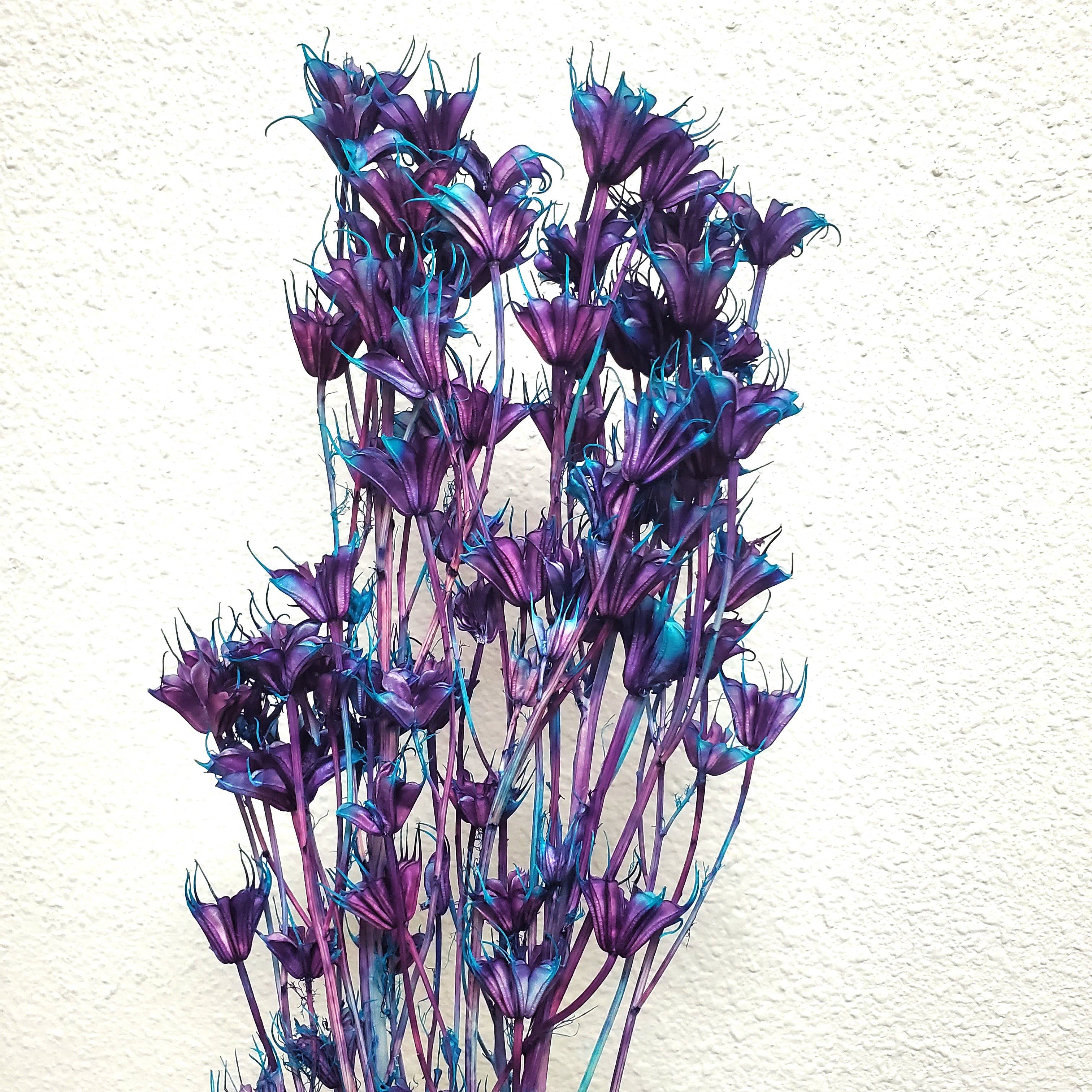 BLOOMINGFUL.COM - Wholesale Dried/Pressed Flowers - Dried Nigella Orientalis Flower - Unicorn Purple Blue (009)0