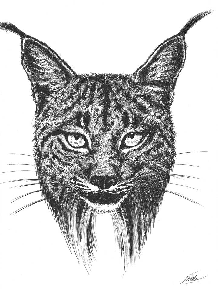 Iberiske lynx tegning for engroshandel hos Sirem Wild