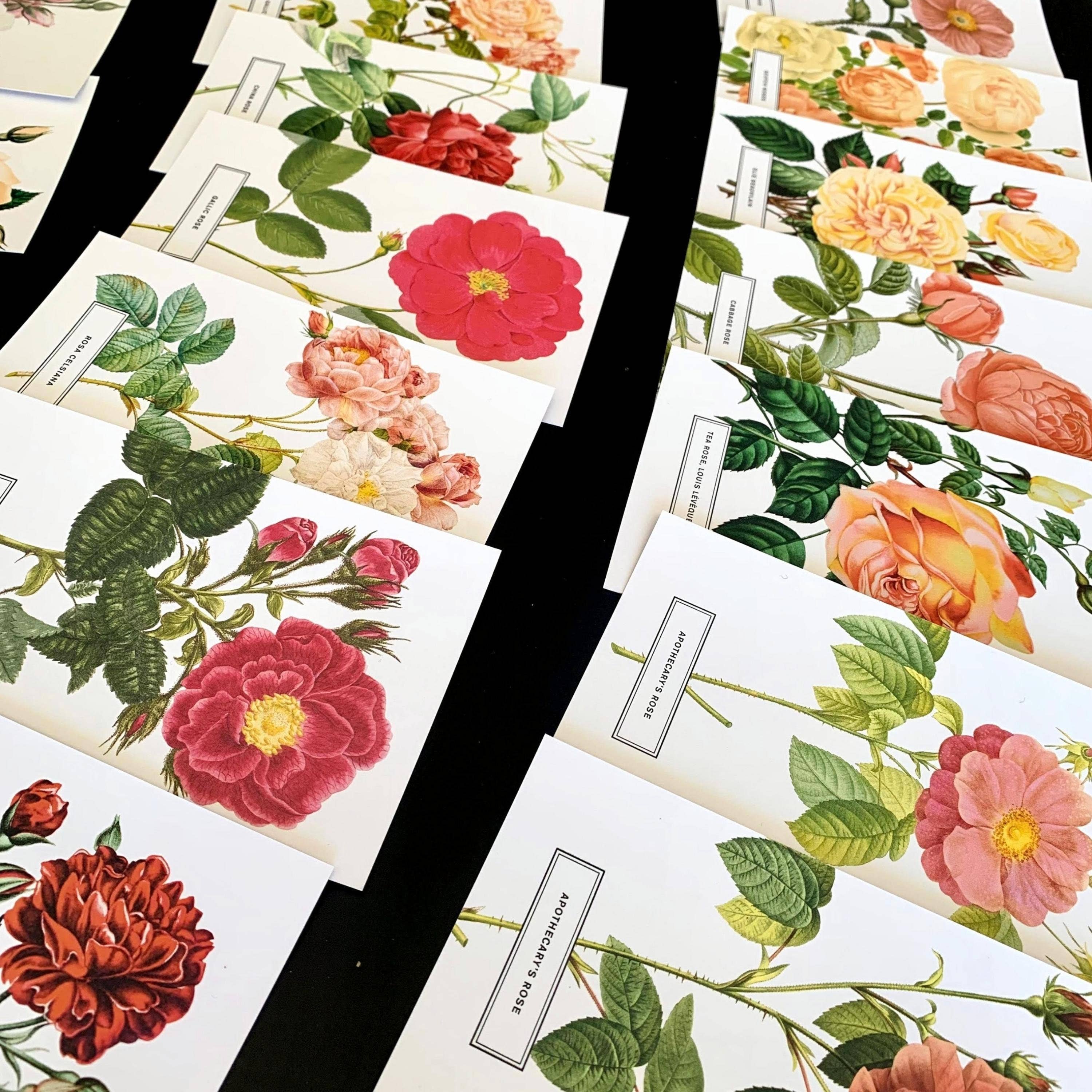 Magnifique Hearts - Vendita all'ingrosso Cartoline - Stampe di cartoline botaniche con rose botaniche in stile vintage | Lucky Dip Se4