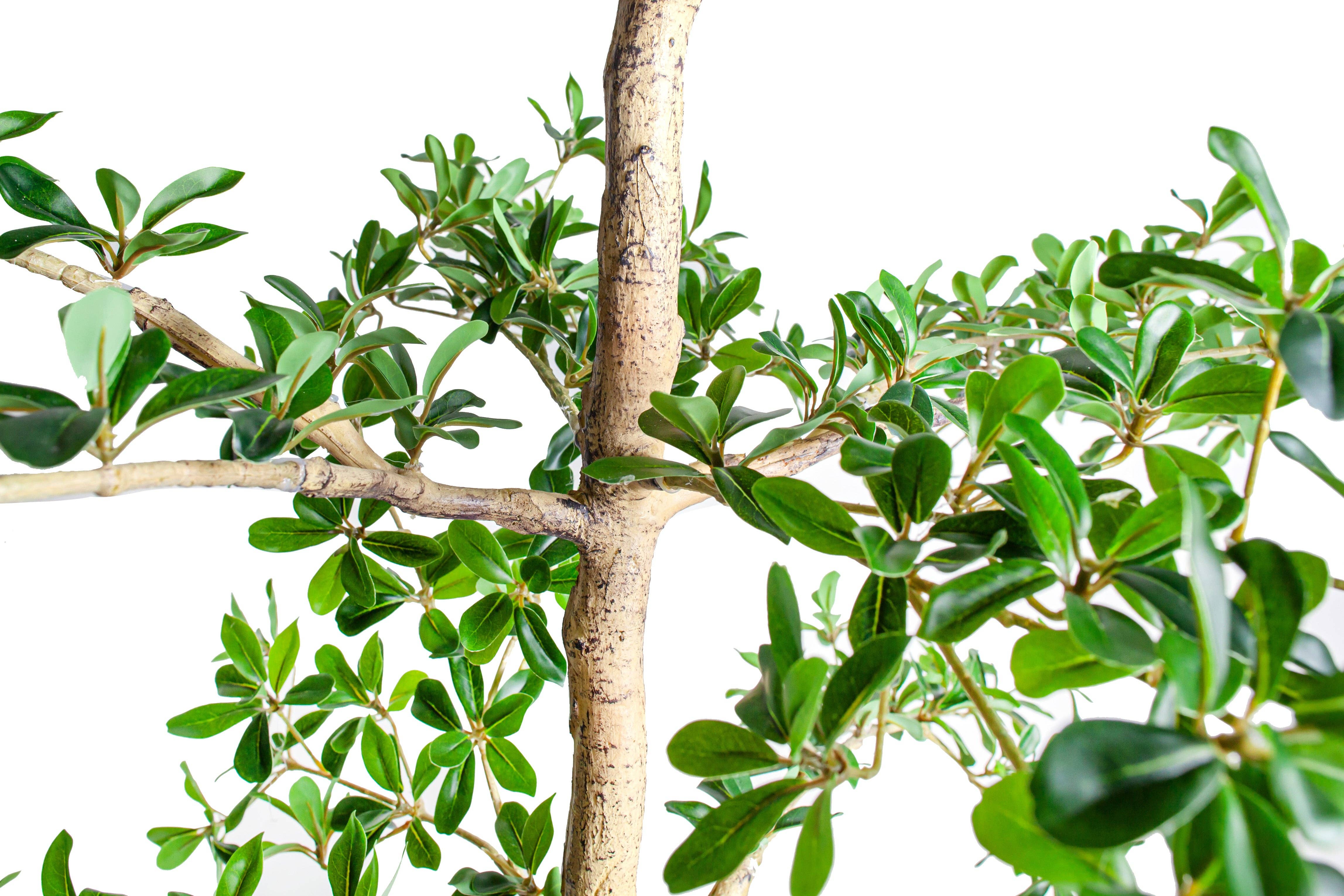 Replica Plants and Decor - Vente Plantes artificielles - Olivier noir Shady Lady de 1,80 m   FP14453