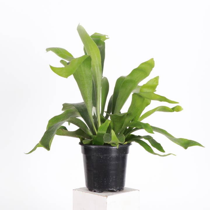 Thorsen's Greenhouse - Wholesale Live Plant - Staghorn Fern - Live Plant11