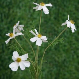 Mezu Silk Flowers – wholesale Artificial flowers – Artificial White Cosmos Daisy Silk Spray Stem