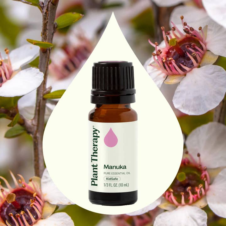 Plant Therapy - Venta al por mayor Aceite esencial - Aceite esencial de manuka 10 ml