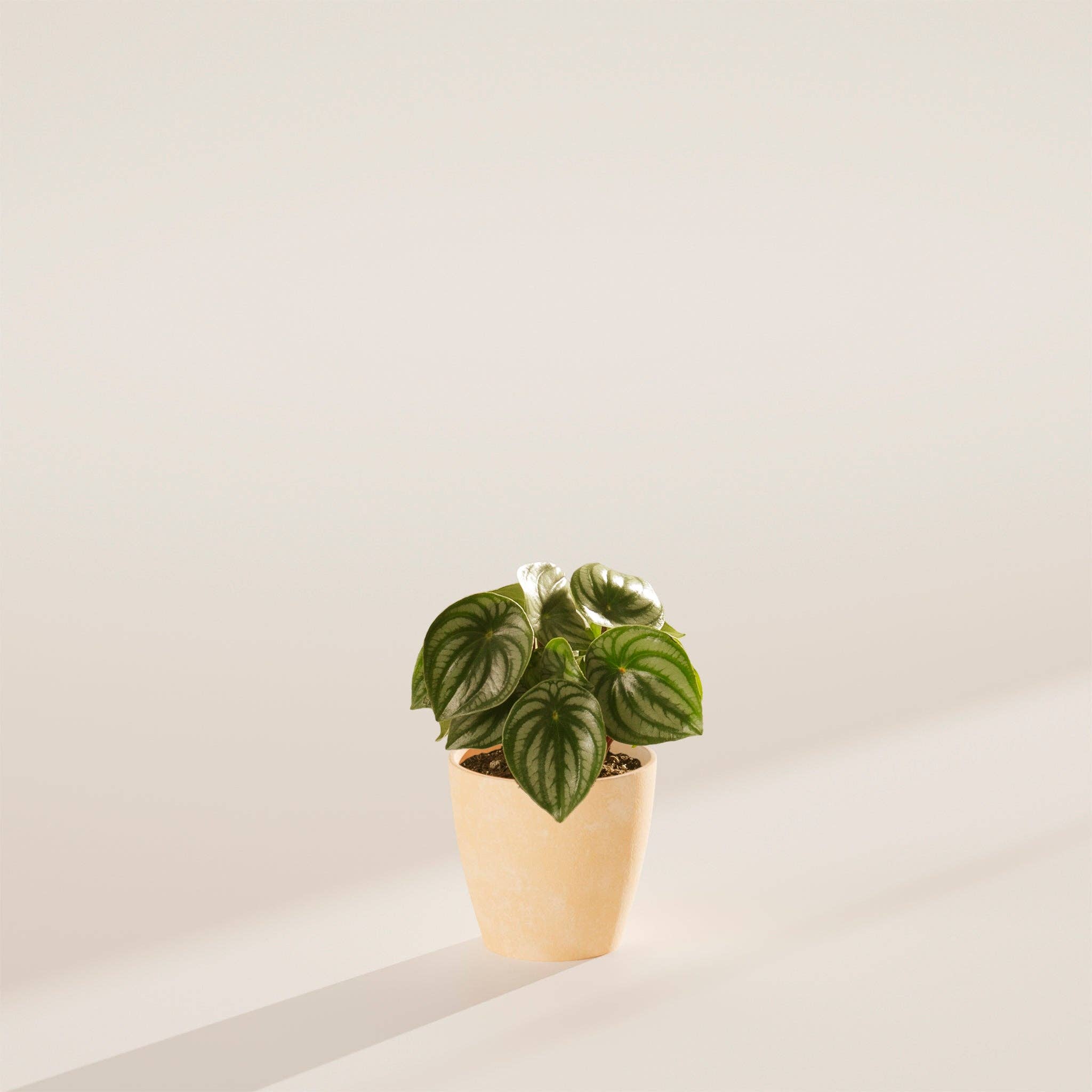 Lively Root - Wholesale Live Plant - Watermelon Peperomia11