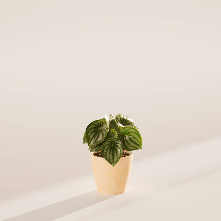 Lively Root - Wholesale Live Plant - Watermelon Peperomia11