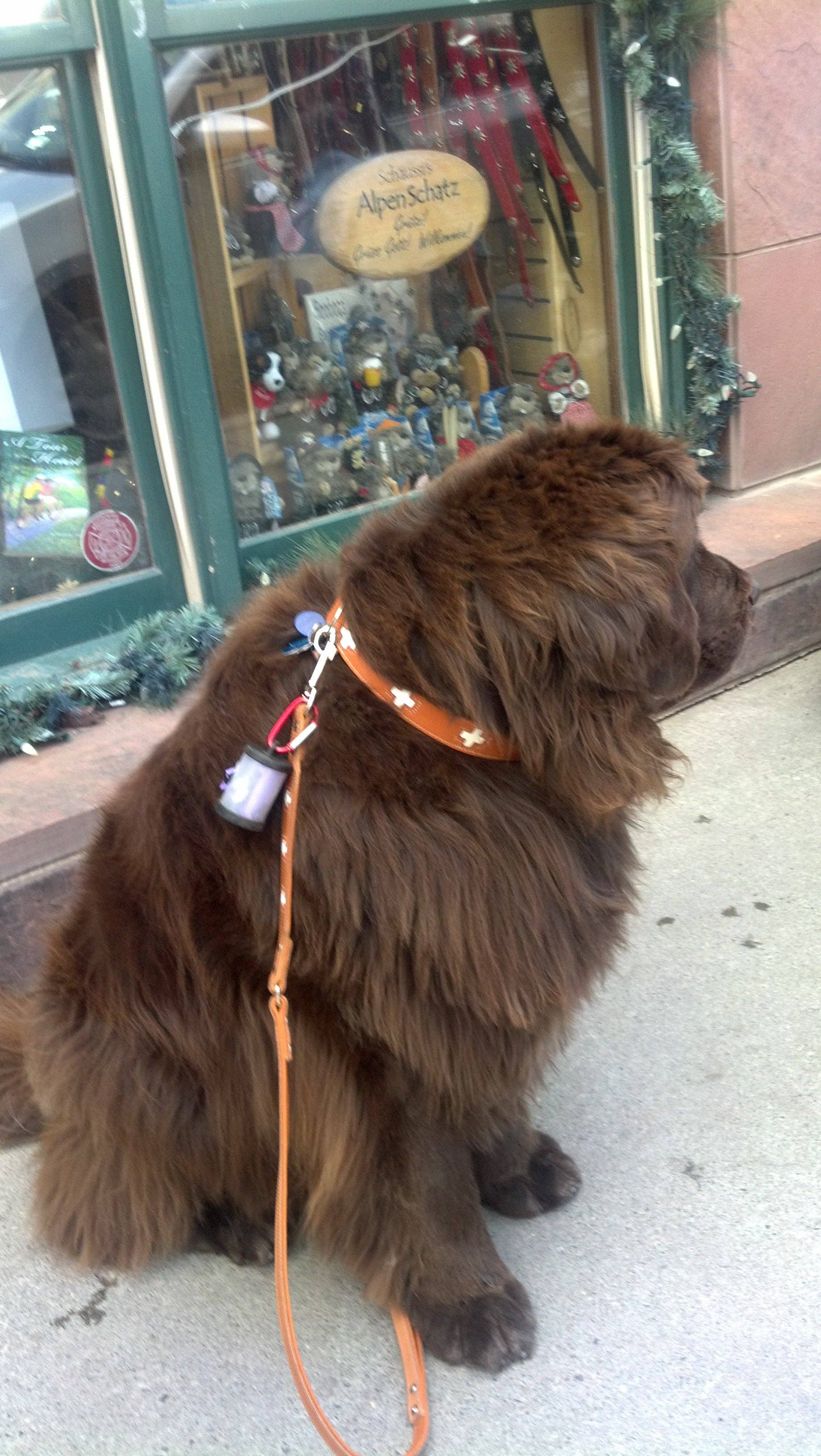 Alpen Schatz - Wholesale Pet Collar - Dog - Swiss Cross Collars16