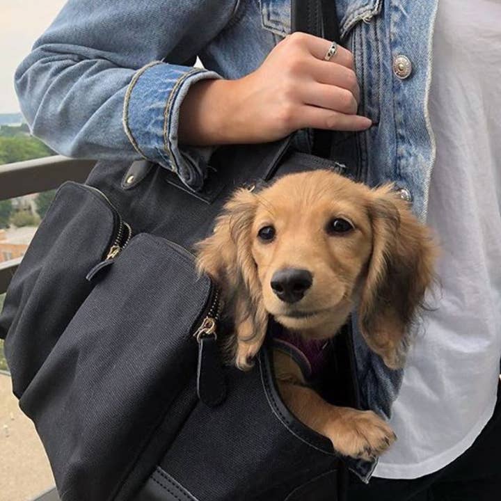 DJANGO - Wholesale Pet Carrier - Dog - Dog Carrier Bag - Black Waxed Canvas and Leather1