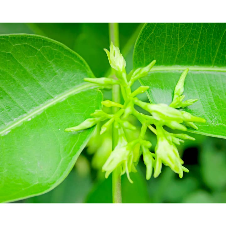 Wild crafted Cryptolepis for wholesale by Practicality Skin & Body care