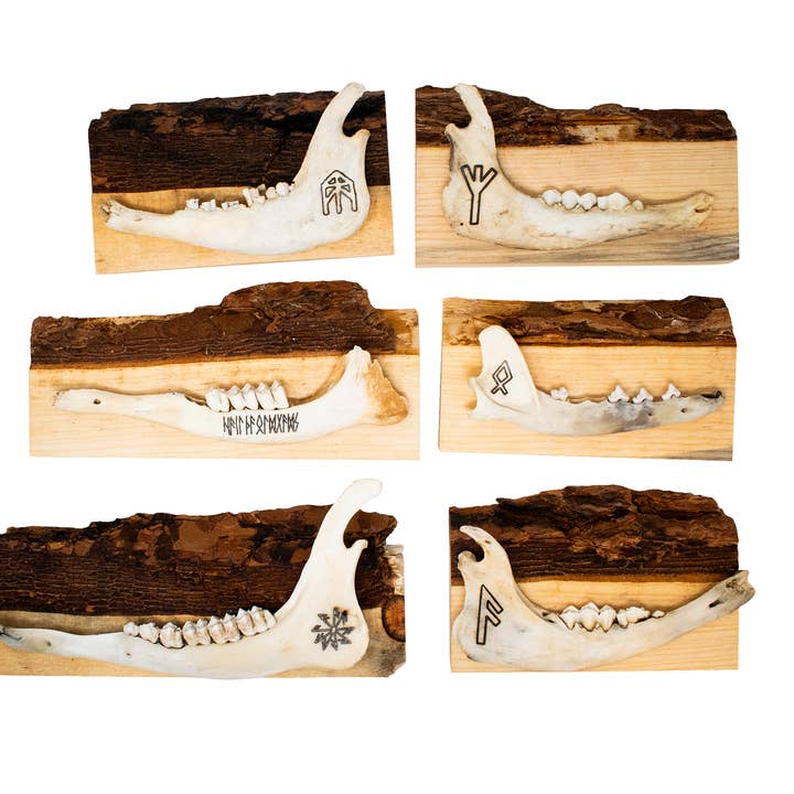 appendiabiti da parete in osso mascellare a bordo vivo per la vendita all'ingrosso da parte di Oreamnos Oddities