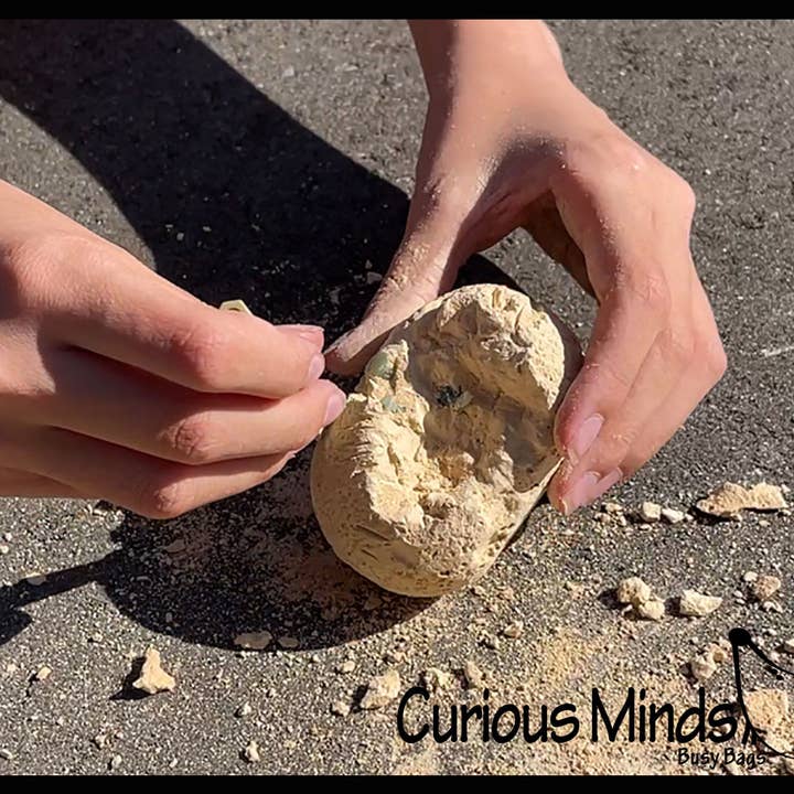 Curious Minds Toys - Wholesale Figurine toy – Kids - 1 Dinosaur Fossil Excavation Dig Eggs - Uncover Dino Fossil 12