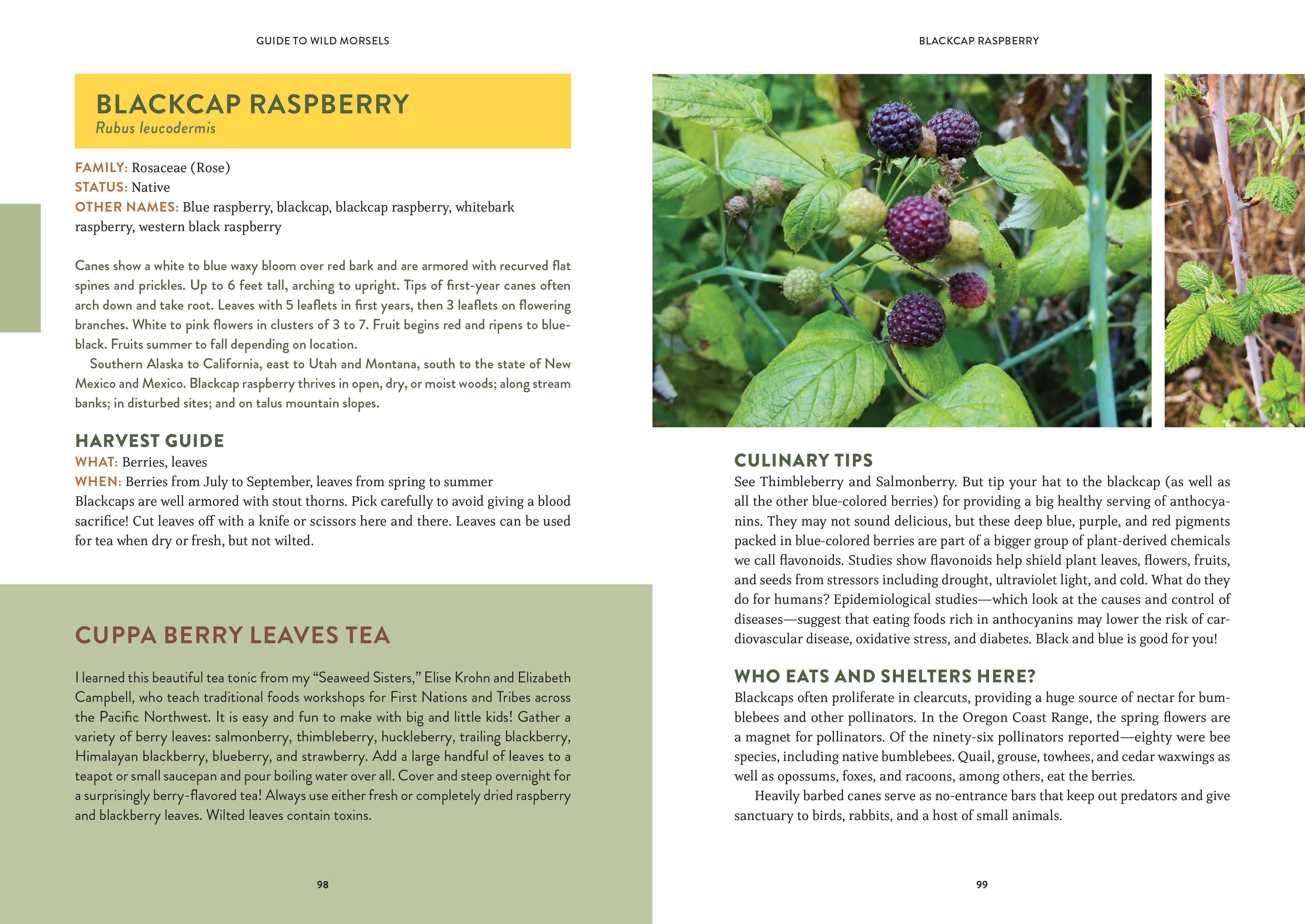 Mountaineers Books - Wholesale Nature & Outdoors - Pacific Harvest: A Northwest Coast Foraging Guide3