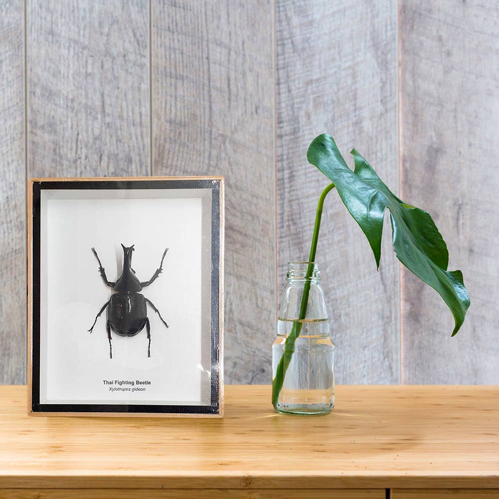 VIE - Wholesale Wall Accent - Framed Insect, Assorted17