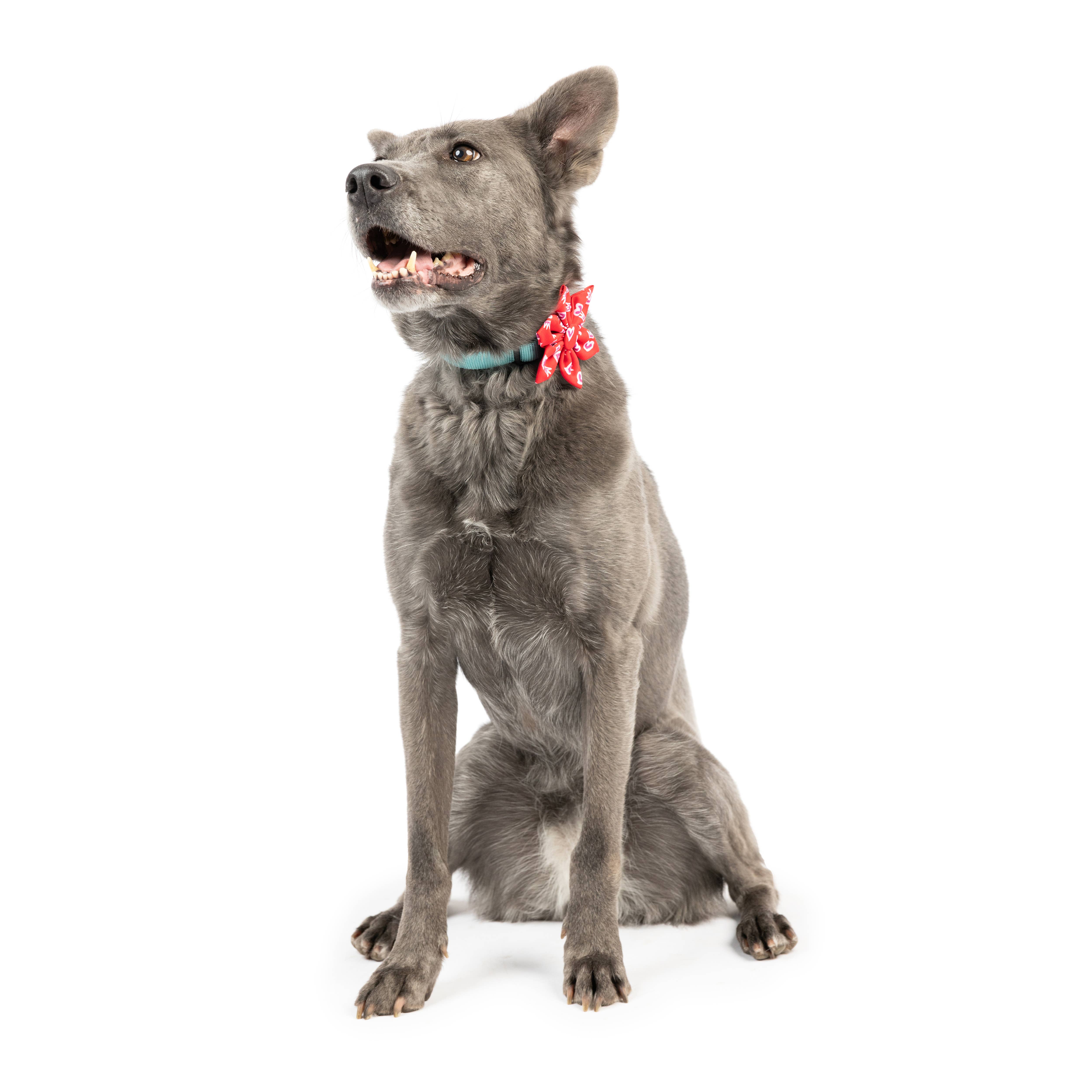 Huxley & Kent – wholesale Fluga - Katt och hund – Kung och drottning av hjärtan Pinwheel1