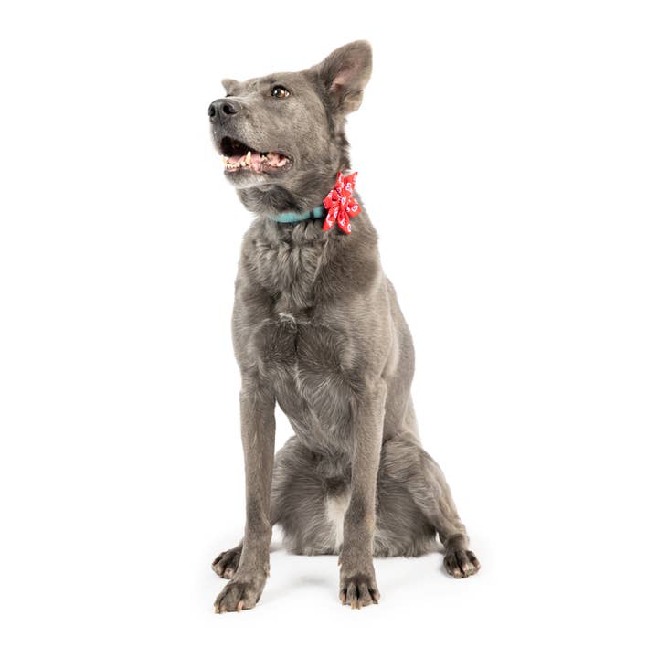 Huxley & Kent – wholesale Fluga - Katt och hund – Kung och drottning av hjärtan Pinwheel1