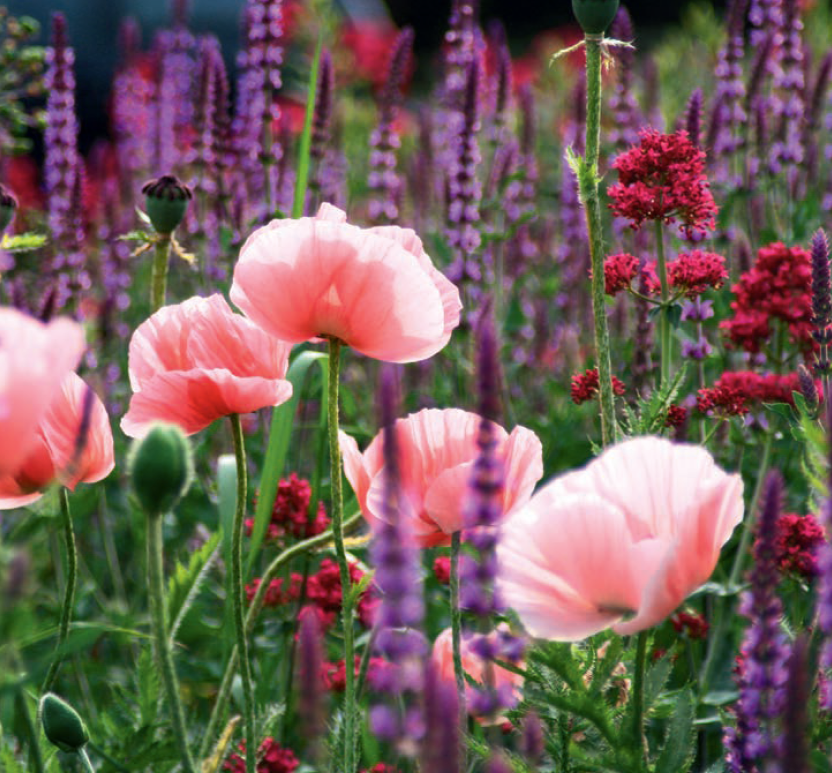 Callwey GmbH – Livro sobre casa e jardim por atacado – Plantas perenes no jardim.7