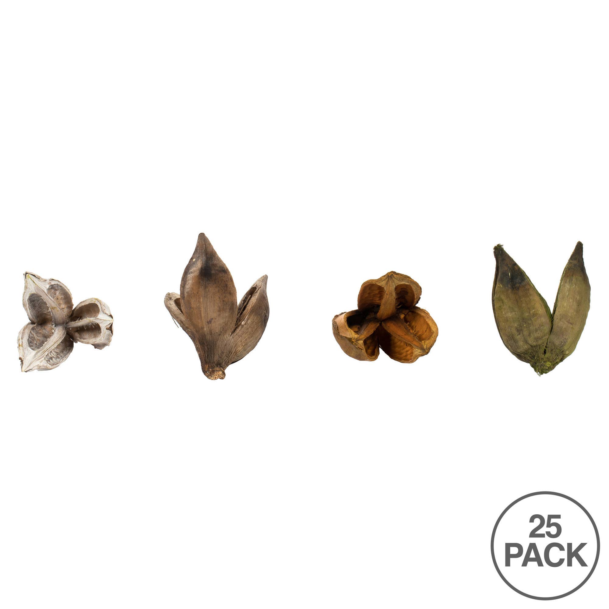 Vickerman 3-4" Assorted Sora Pods 25/pk for wholesale on Faire2