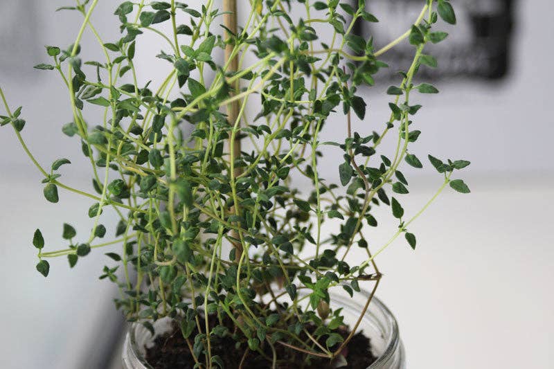 Coco and Seed - Wholesale Plant Seeds - Mason Jar Indoor Herb Garden Supplies Kit with jar6