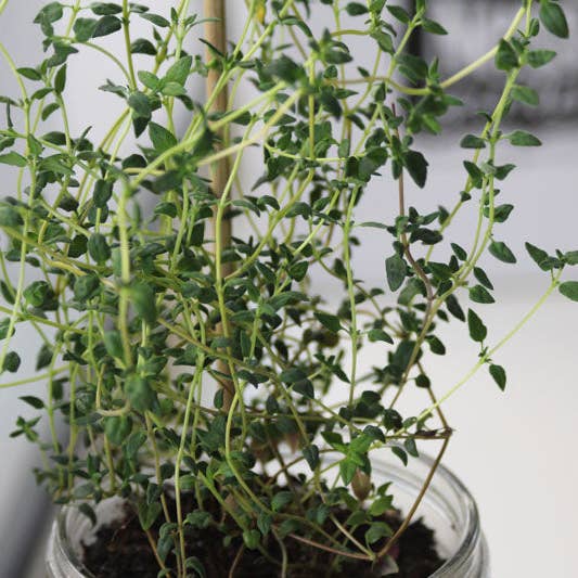 Coco and Seed - Wholesale Plant Seeds - Mason Jar Indoor Herb Garden Supplies Kit with jar6