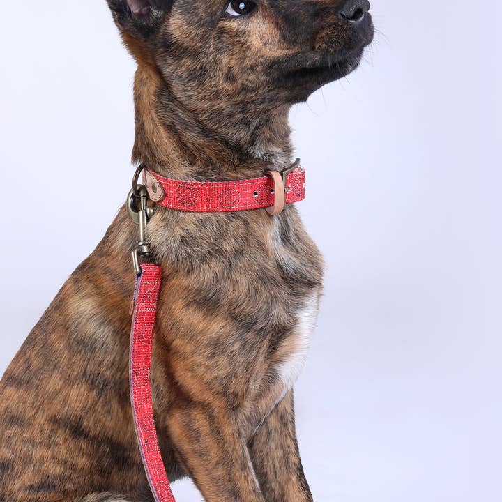 Outback Tails - Wholesale Pet collar – Dog - Leather Dog Collar - Water Dreaming