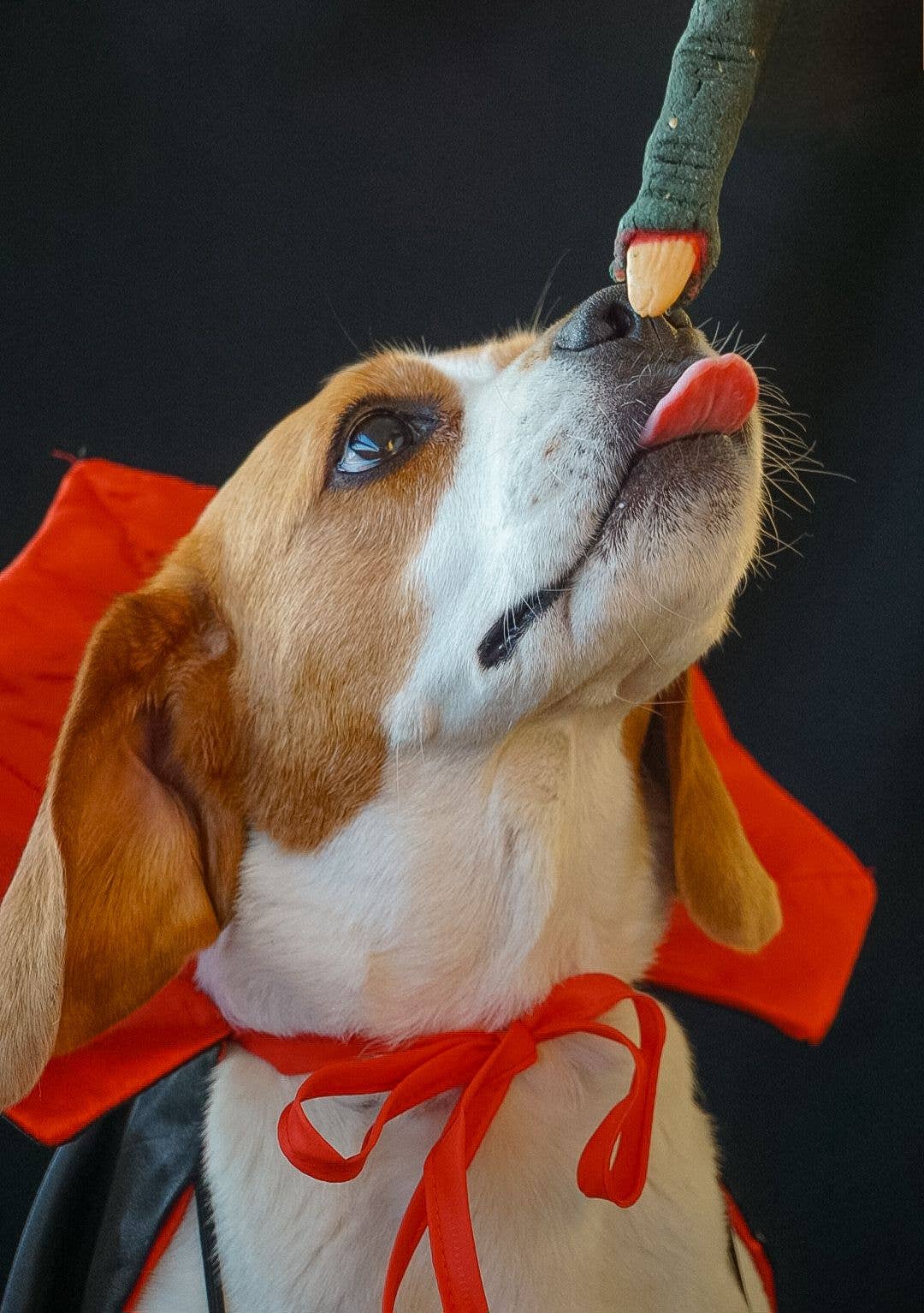 Belpharmed bv: Cooka's Cookies & Sensidog - Wholesale Pet Treats - Dog - Halloween - Spooky Box12