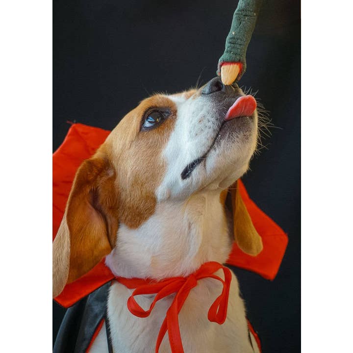 Belpharmed bv: Cooka's Cookies & Sensidog – Engroshandel Godbid - Hund – Halloween - Uhyggelig Boks12