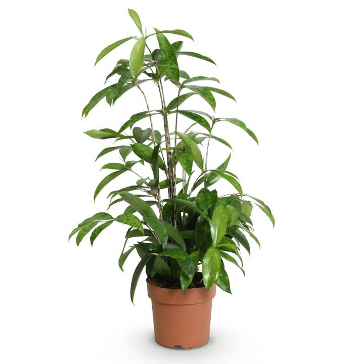 Dracaena surculosa – Árbol de sangre de dragón – 17cm – Altura 60–70cm – Planta de interior verde de fácil cuidado con elegantes hojas para espacios de vivienda y trabajo para venta al por mayor de Oasis of Life
