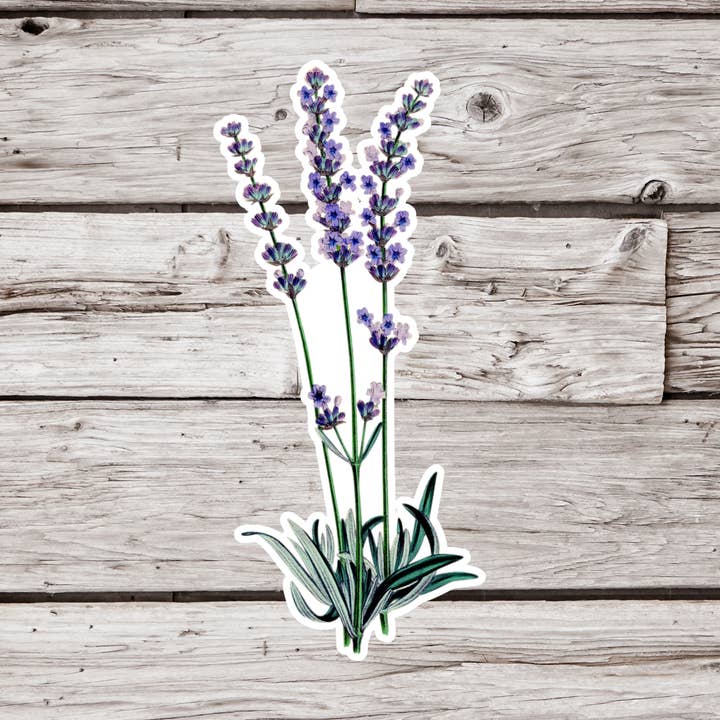 Lavender Sticker, Botanical Sticker, Flower Sticker for wholesale by NatureCuts