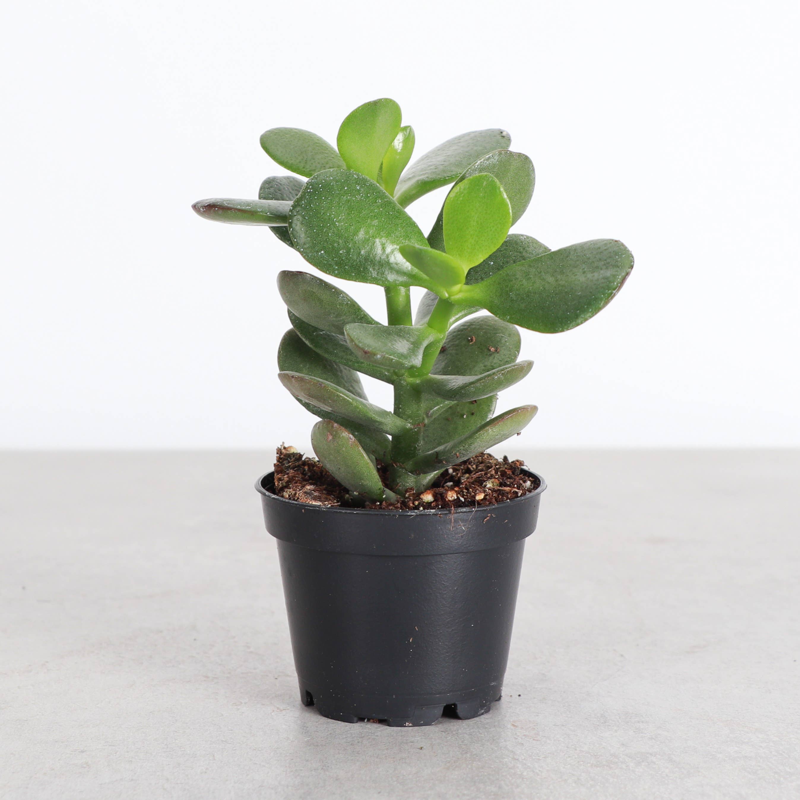 Thorsen's Greenhouse - Wholesale Succulent - Crassula Jade Plant - Assorted -  2" Live Plant10