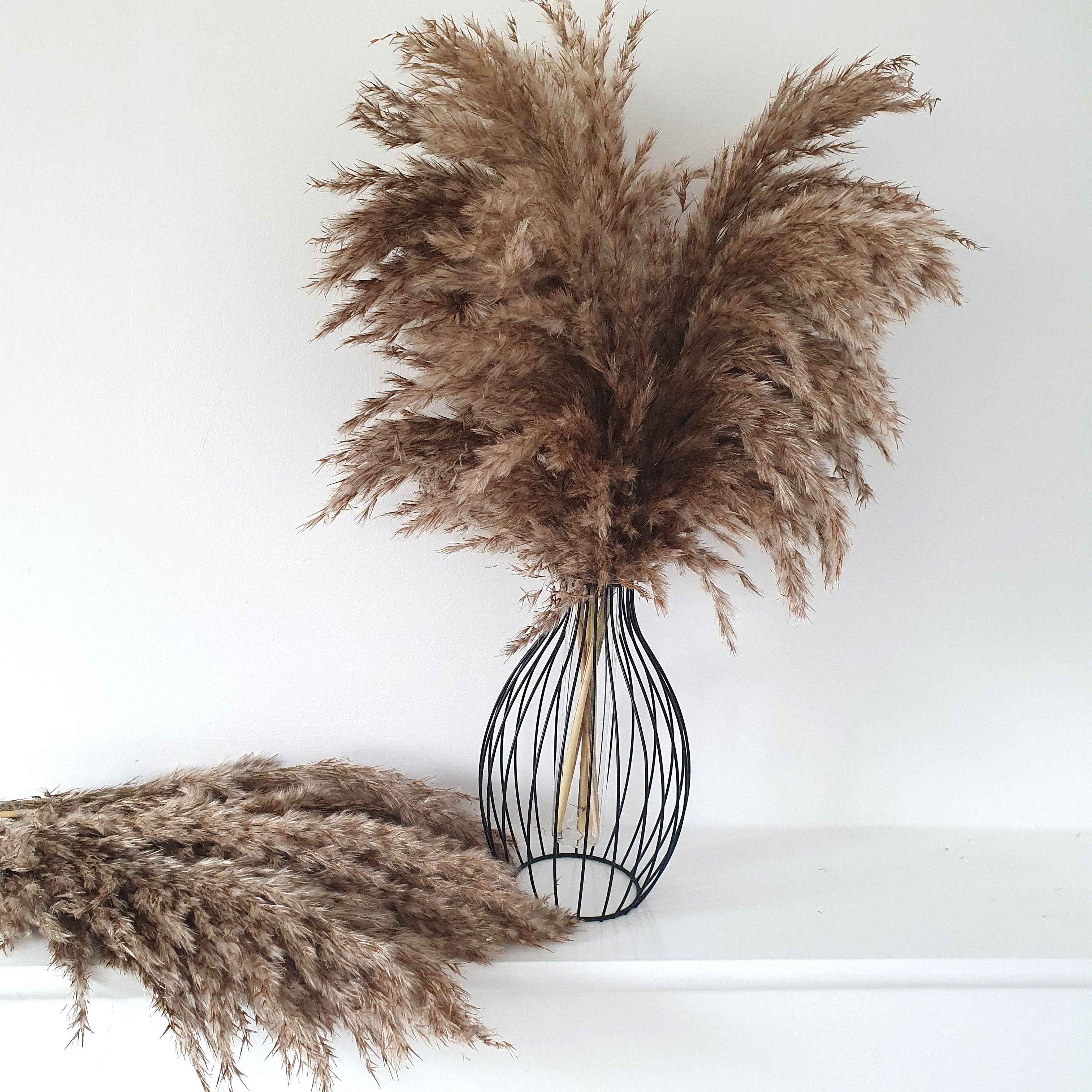 Opal Lily - Wholesale Dried/Pressed Flowers - Wild Fluffy Pampas - Brown7