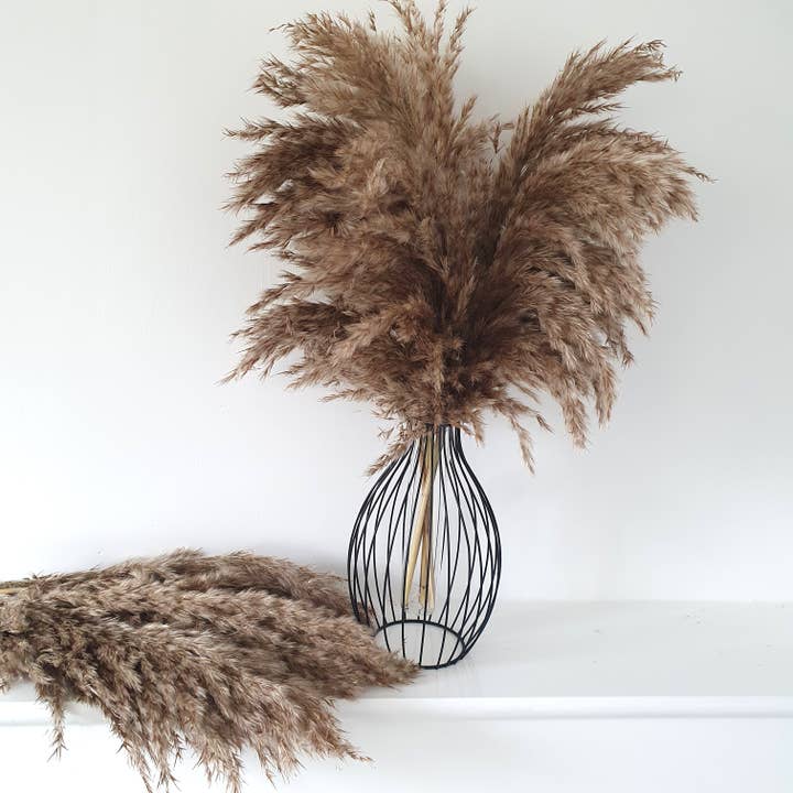 Opal Lily - Wholesale Dried/Pressed Flowers - Wild Fluffy Pampas - Brown7