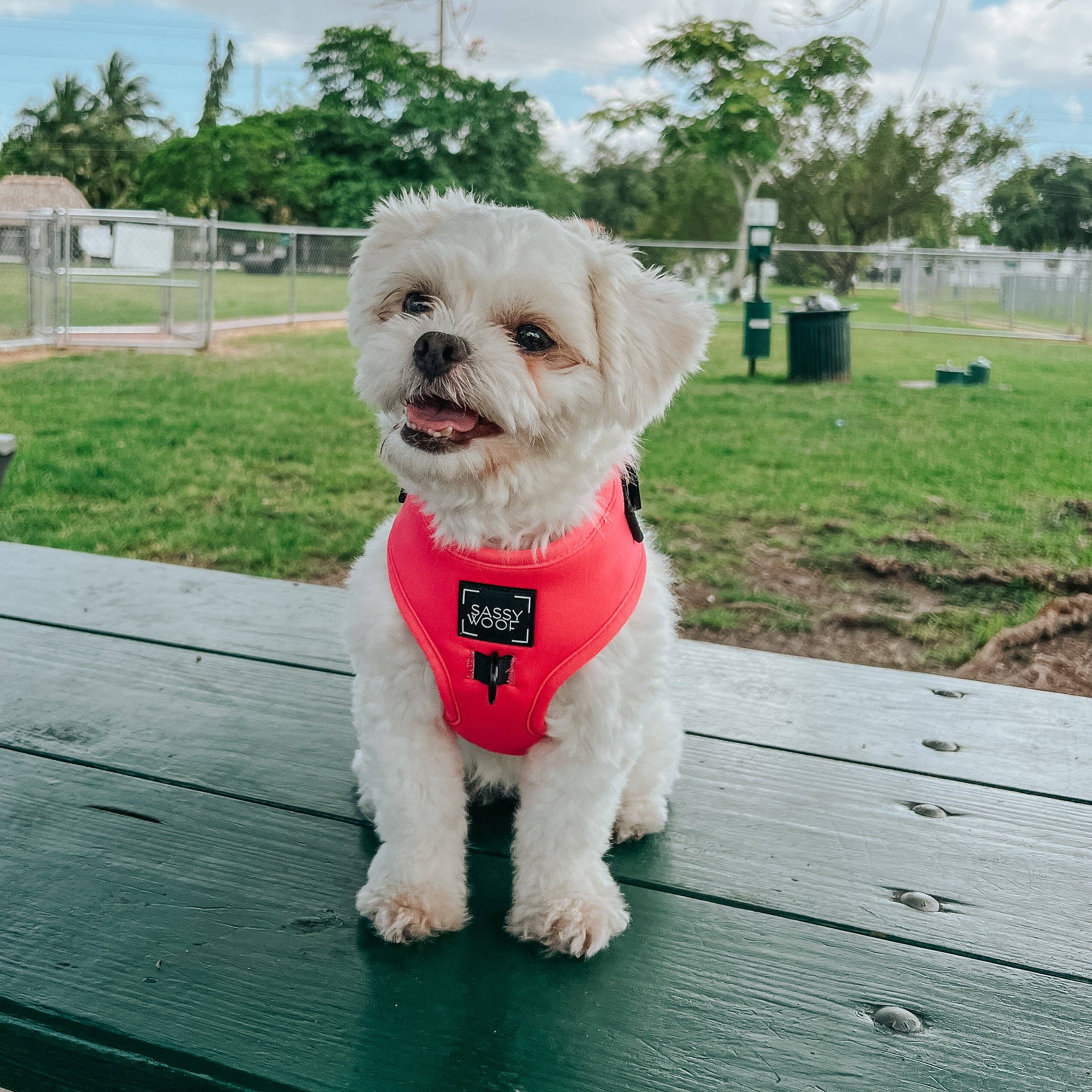 SASSY WOOF - Wholesale Pet Harness - Dog - Dog Adjustable Harness - Neon Pink13