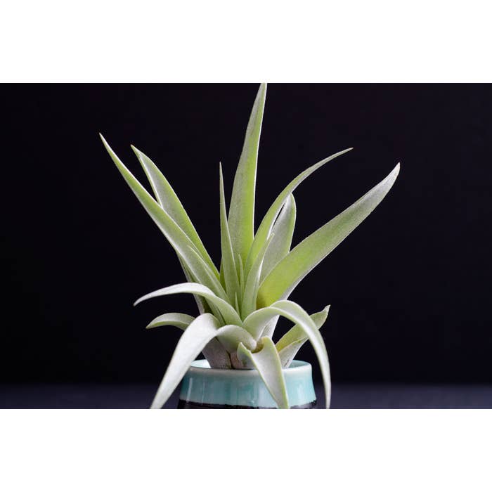 The Artizan Way - Wholesale Live Plant - Tillandsia Peach Capitata - Live Air Plant