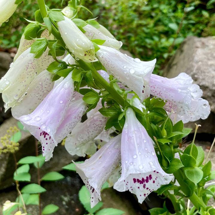 Stenella Farms – Essência floral por atacado – Essência de flor de dedaleira