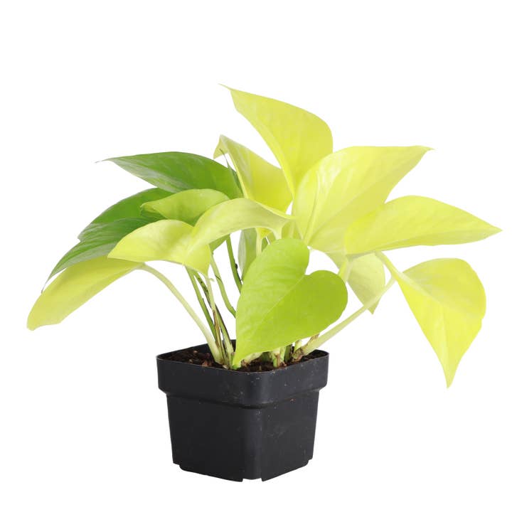 Thorsen's Greenhouse - Wholesale Live Plant - Neon Pothos Plant - Live Plant