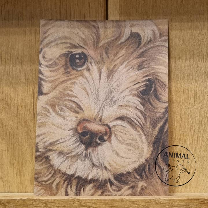 Kraft card A6 format (postcard) - card number 15 - Labradoodle (per 5 pieces) for wholesale by Animal Prints