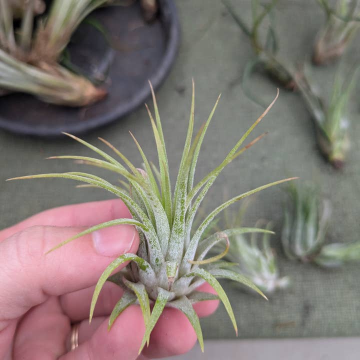 The Succulent Shed Co - Wholesale Live Plant - Live Air Plants