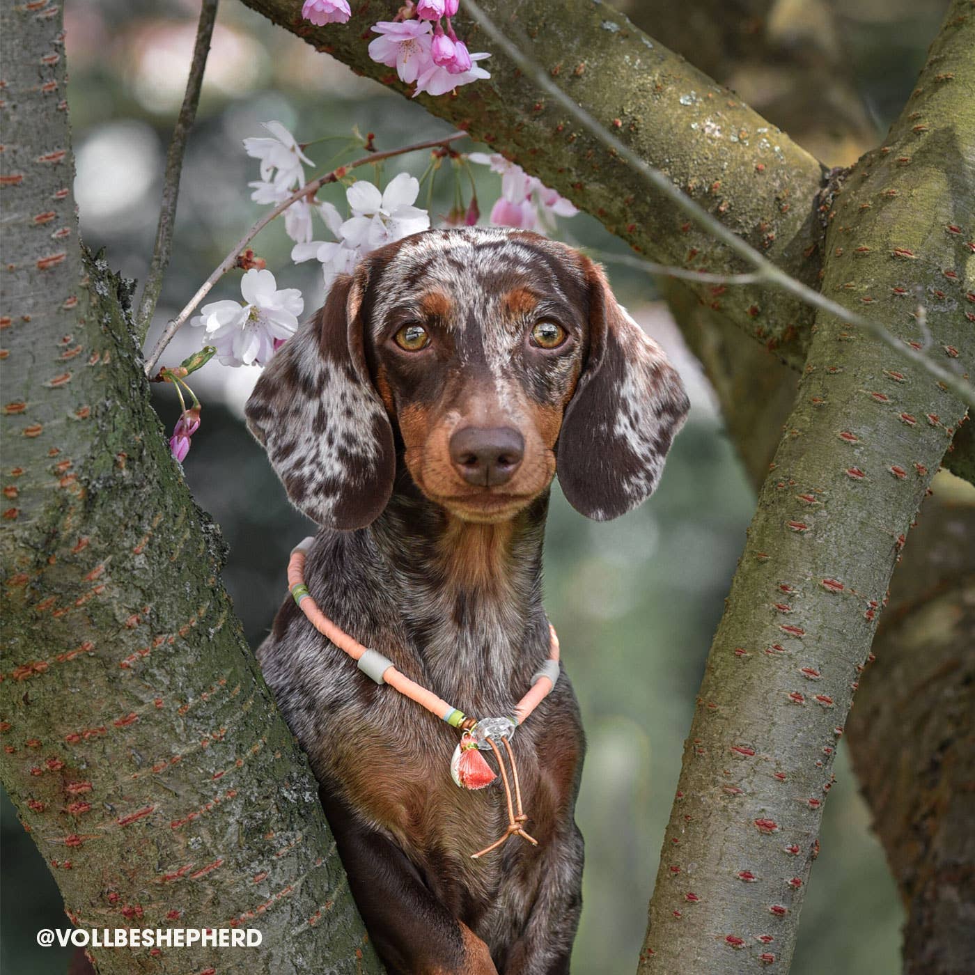 woof & wiggle - Wholesale Pet Collar - Dog - Katsuki EM ceramic dog collar against ticks4