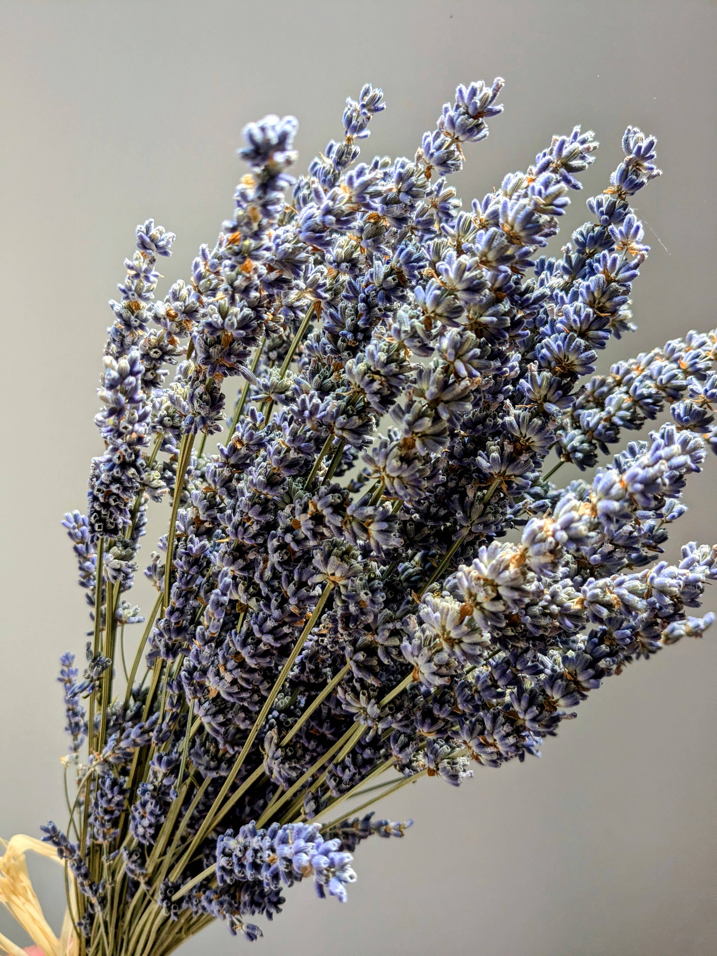 Daisy Gifts Ltd – wholesale Dried/pressed flowers – Dried Lavender Bunch / Bouquet with Raffia Bow2