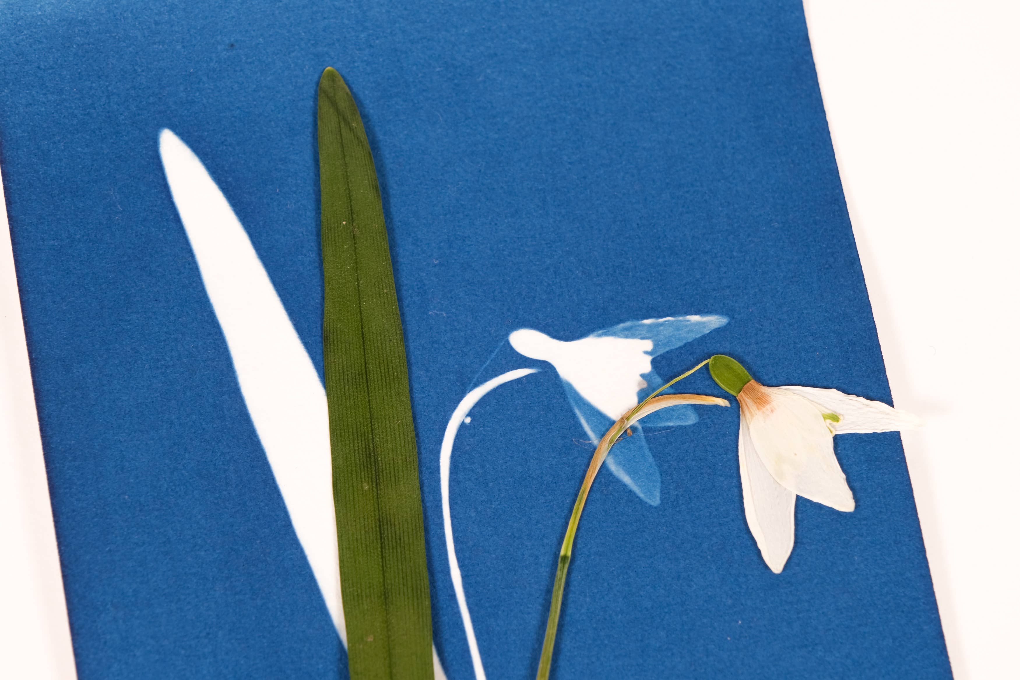 L'Atelier des Epatants – Kit de artesanato DIY por atacado – Kit de cianotipia6