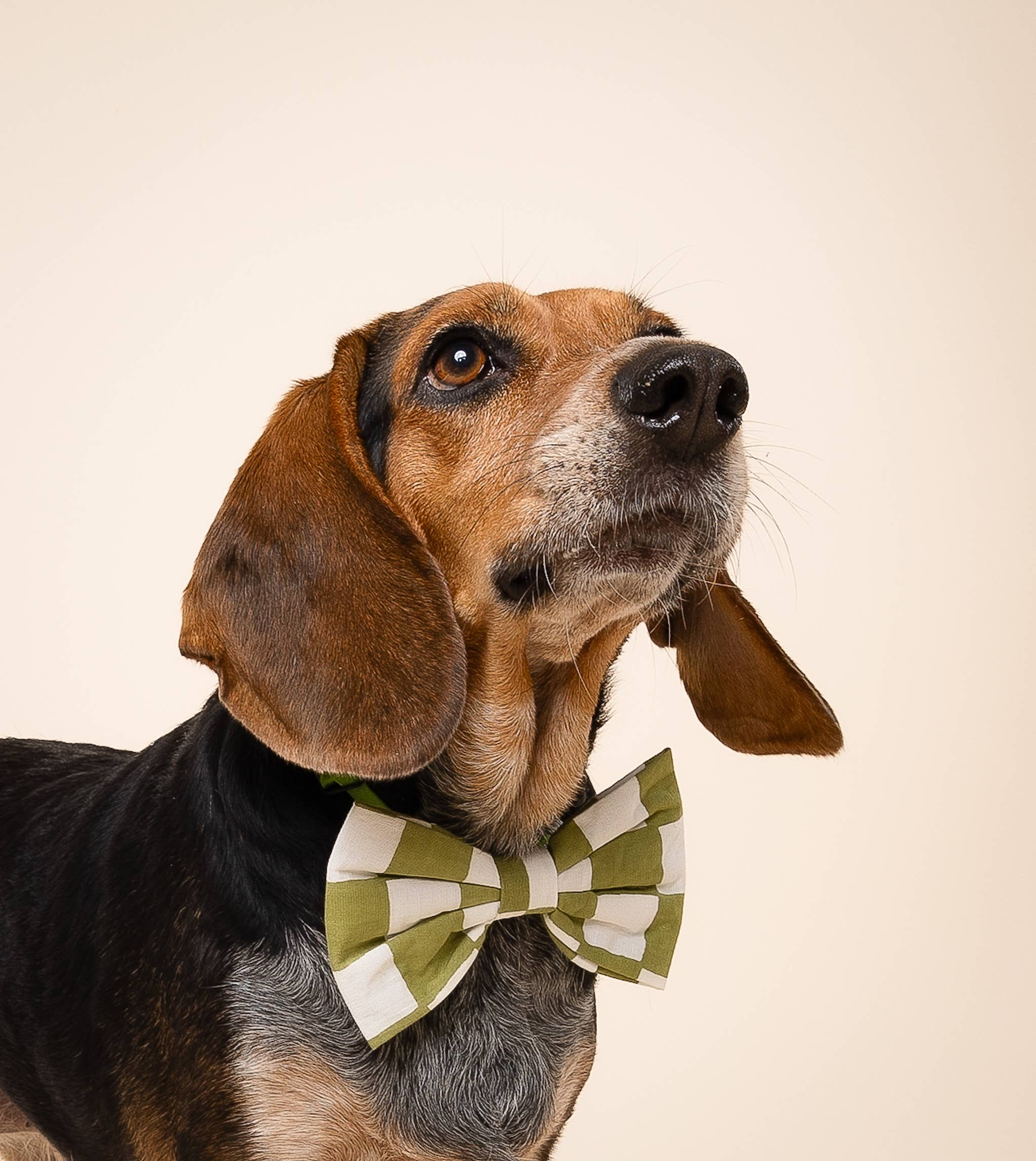 The Paws – Großhandel Fliege für Haustiere – Hund – Fliege - Checkmate1