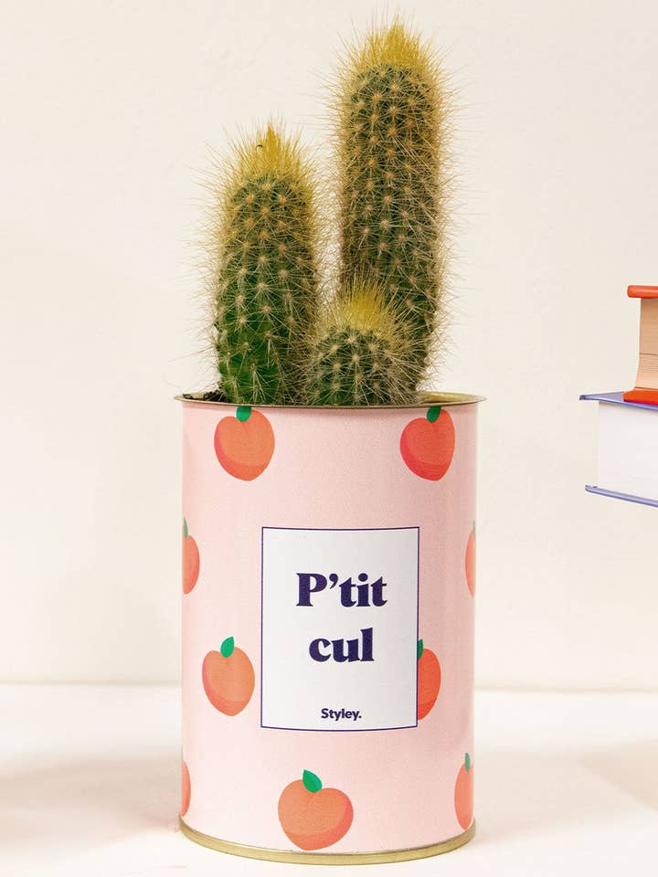 Culito - Cactus para venta al por mayor de Styley