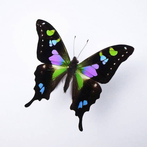 Graphium weiskii em Moldura Preta por atacado de Newman Art Designs