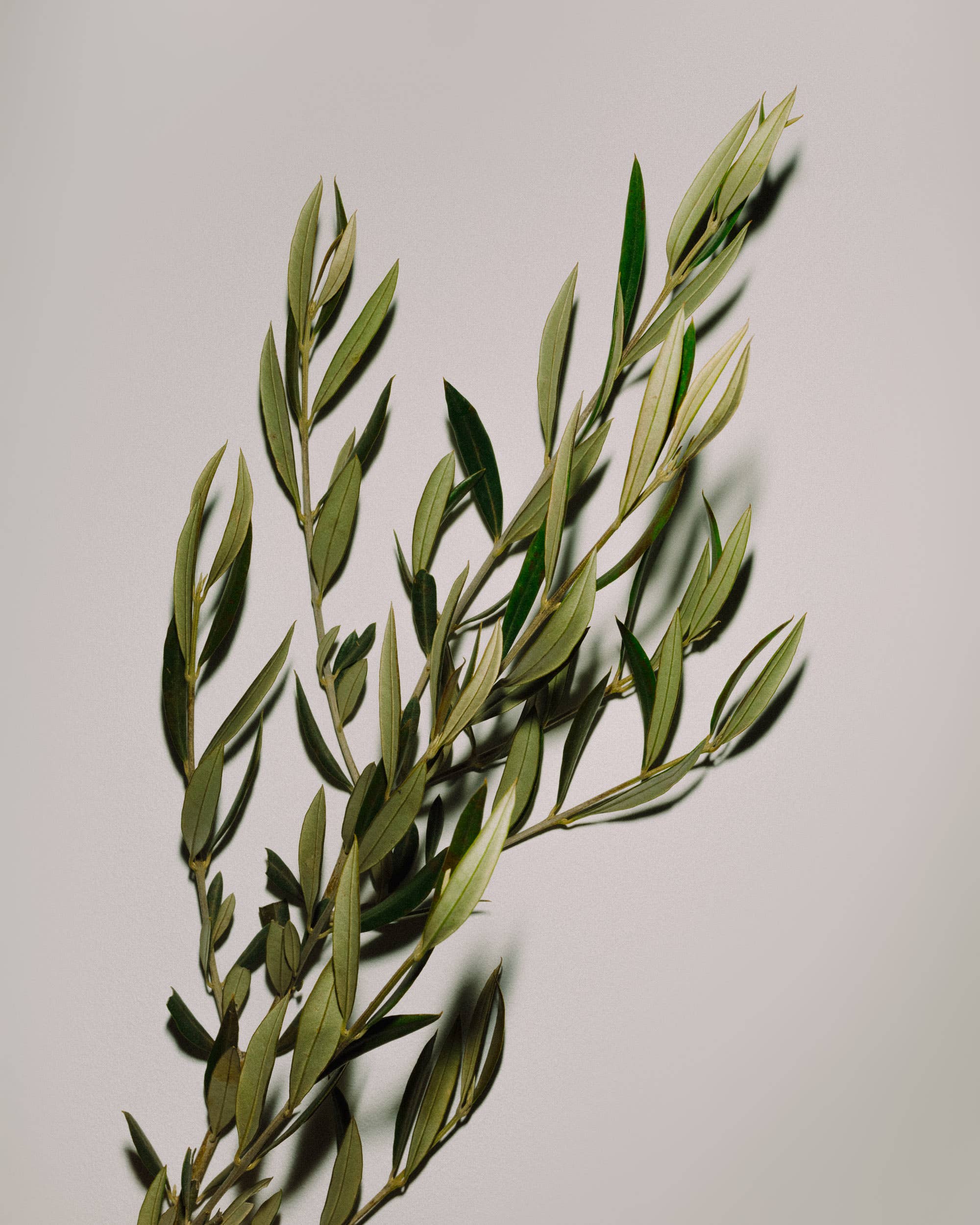 O.E.L. - Thalassa GmbH & Co. KG – Großhandel Olivenöl – A! 5.000 ml - Natives Olivenöl Extra - Gastrogröße4