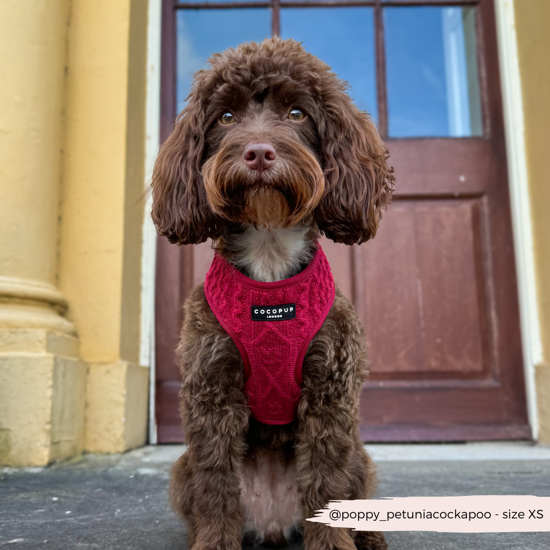 Cocopup London - Wholesale Pet Harness - Dog - Cable Knit Jumper Adjustable Neck HARNESS - Mulled Pup Wine6